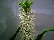 Eucomis White autumnalis